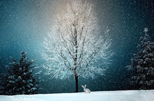 A Christmas tale about a snowflake and a special wish.